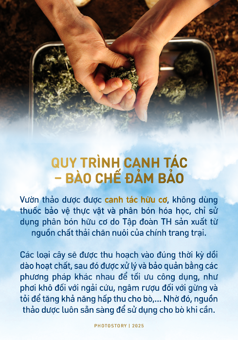 Bí mật vườn thảo dược cho bò sữa ngay trong trang trại TH true MILK- Ảnh 3.