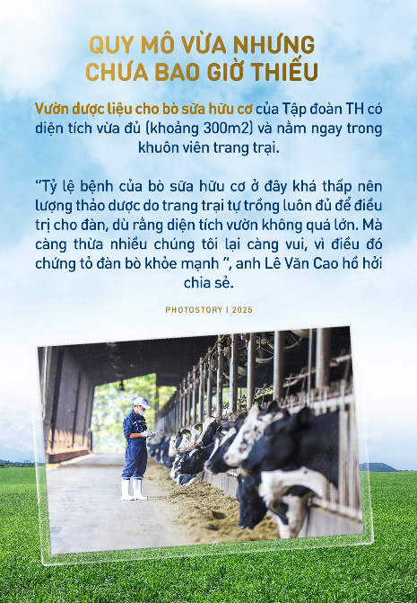 Bí mật vườn thảo dược cho bò sữa ngay trong trang trại TH true MILK- Ảnh 4.