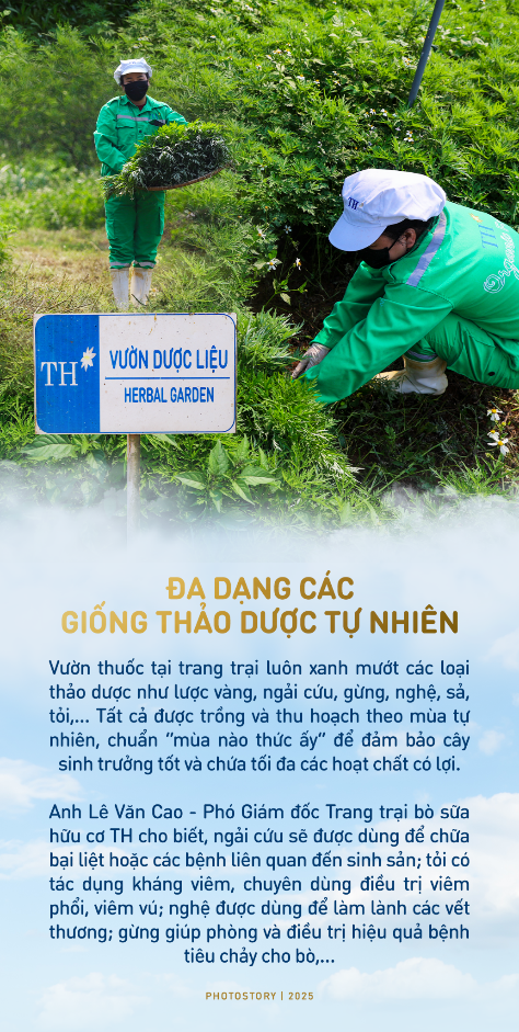Bí mật vườn thảo dược cho bò sữa ngay trong trang trại TH true MILK- Ảnh 2.