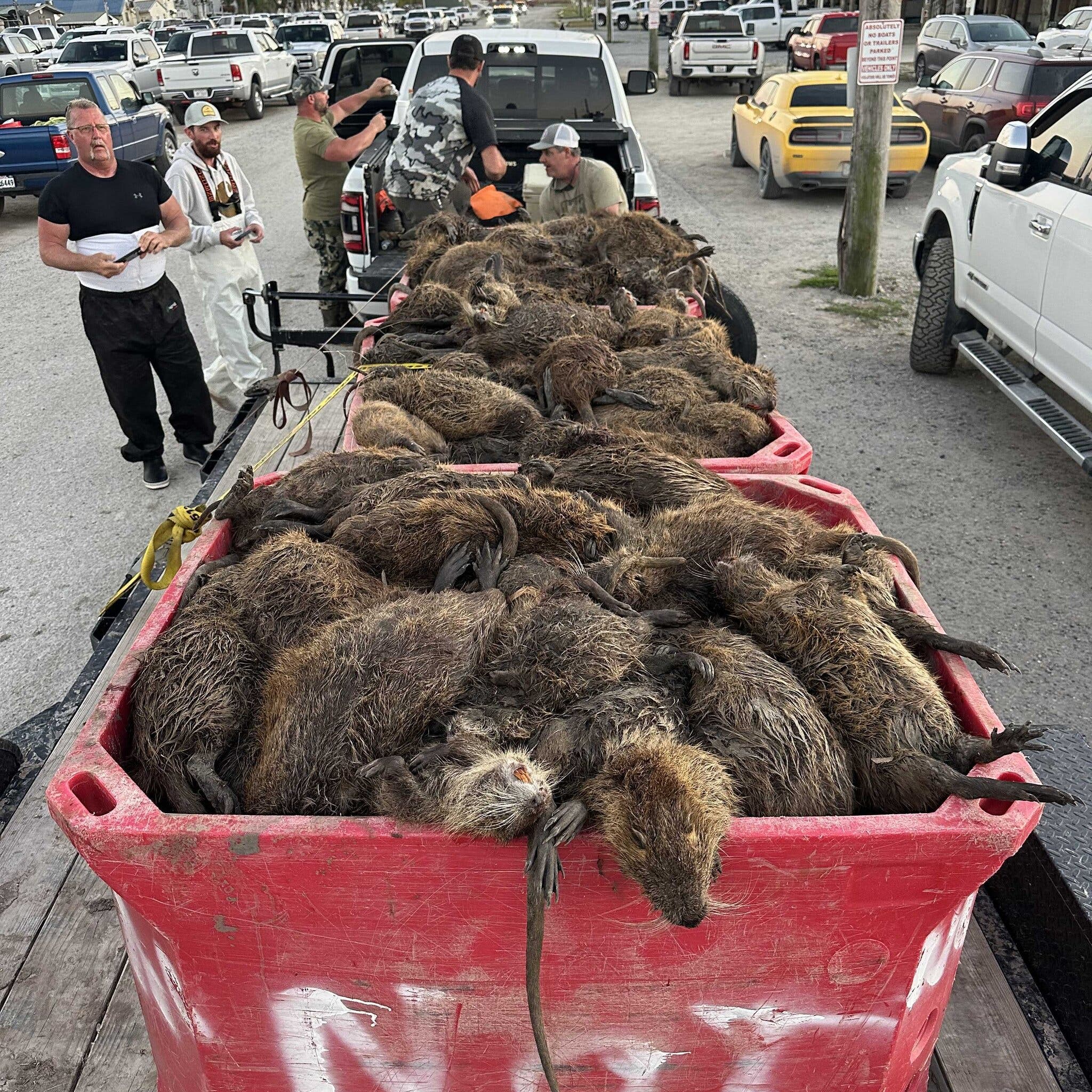 Loài chuột khổng lồ này đang đe dọa nước Mỹ, đến nỗi chính phủ phải Loài chuột khổng lồ này đang đe dọa nước Mỹ, đến nỗi chính phủ phải