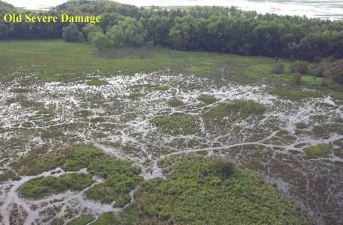 Loài chuột khổng lồ này đang đe dọa nước Mỹ, đến nỗi chính phủ phải Loài chuột khổng lồ này đang đe dọa nước Mỹ, đến nỗi chính phủ phải