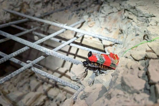 Gián lai robot của Singapore hỗ trợ tìm kiếm cứu nạn sau trận động đất ở Myanmar ảnh 1