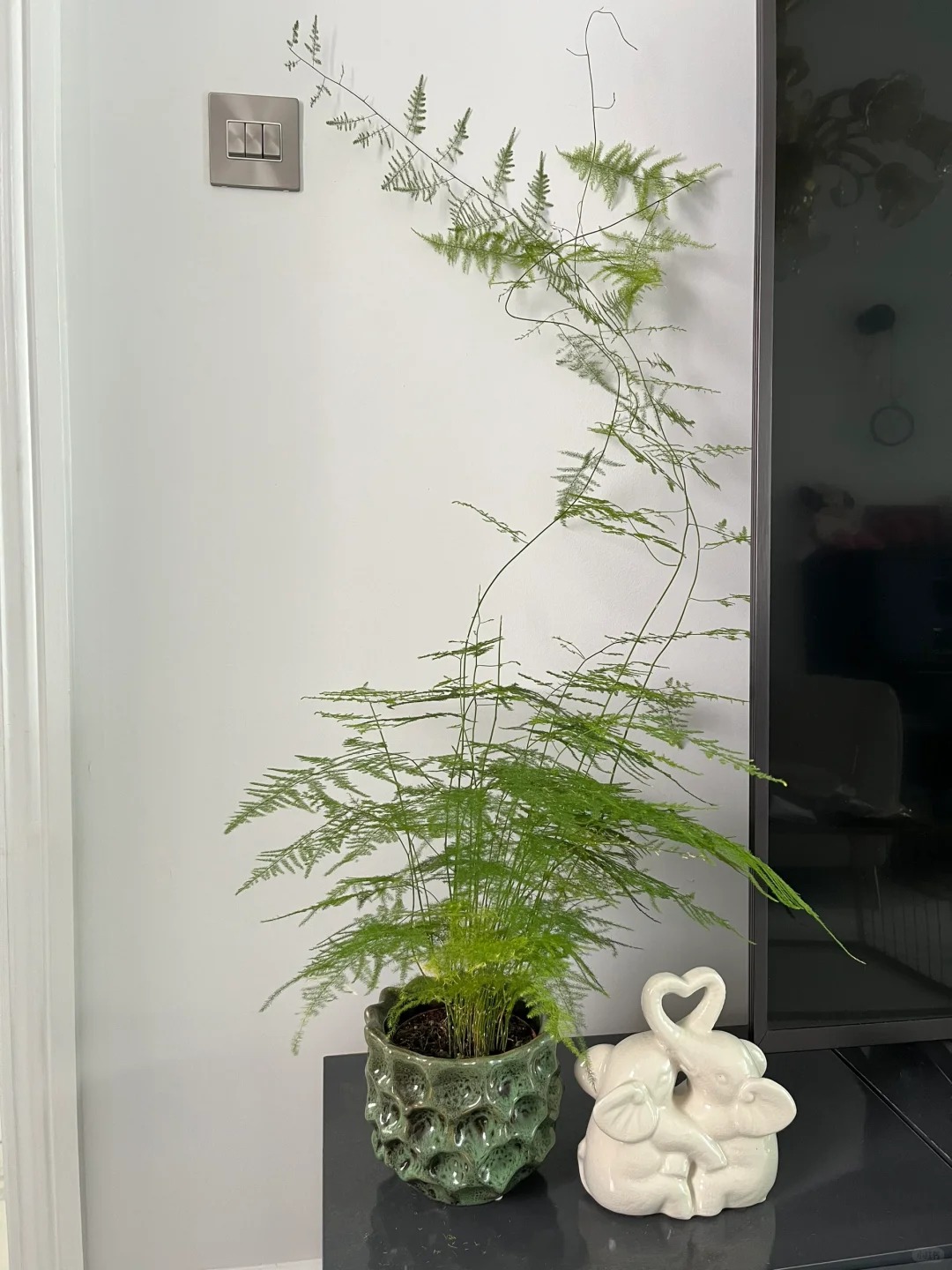 Loài cây giá vài chục nghìn này được người xưa rất chuộng: Trồng trong nhà không chỉ thanh lọc không khí mà còn hút tài lộc, vượng công danh- Ảnh 6. Loài cây giá vài chục nghìn này được người xưa rất chuộng: Trồng trong nhà không chỉ thanh lọc không khí mà còn hút tài lộc, vượng công danh- Ảnh 6.